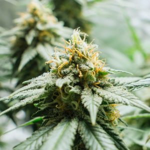 Amnesia Fast Version