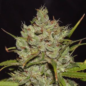 CINDERELLA 99 feminizada