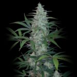 Kali Mist - Weed Strain