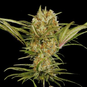 Amnesia Haze Strain - Feminized Cannabis Seeds