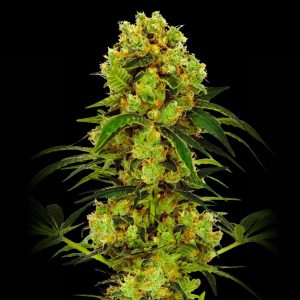 Big Bud Strain - Feminized Cannabis Seeds