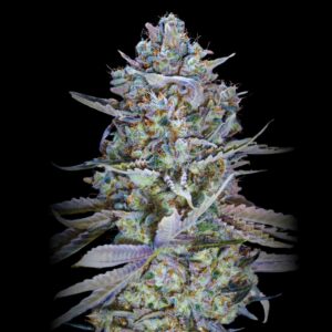 Blue Dream Strain - Feminized cannabis seeds