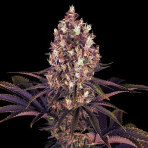 Blueberry Strain - Feminized Cannabis Seeds
