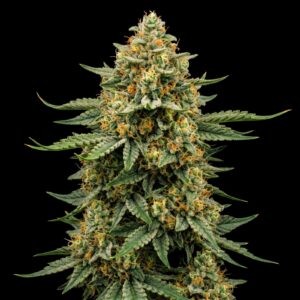 Bruce Banner - Feminisierte Samen - Bulk Genetics