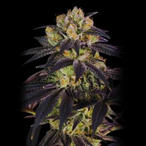Bubba Kush Strain - Feminized Seeds