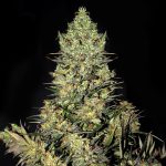 chronic