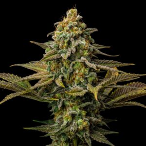 Cinderella 99 - Feminisierte Samen - Bulk Genetics