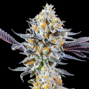 Do Si Dos Strain - Feminized Cannabis Seeds