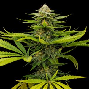 Durban Poison