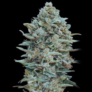 Gelato 33 Weed Strain - Bulk Cannabis Seeds