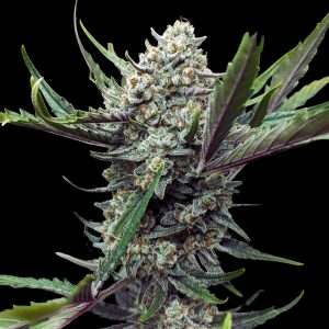 Gorilla Cookies Strain Bulk Seeds