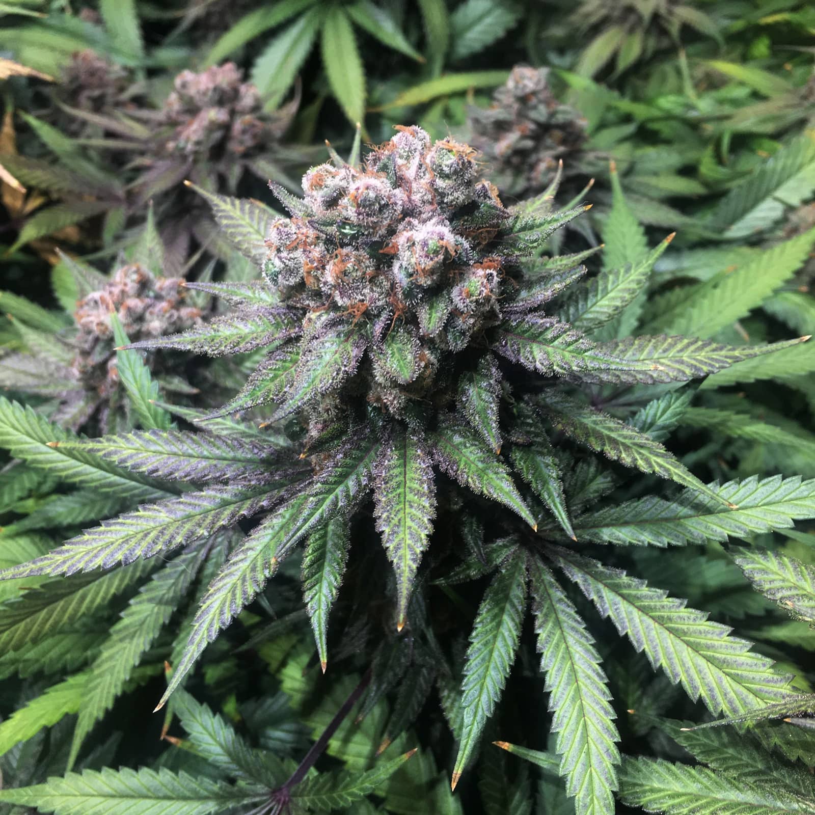 gorilla zkittlez