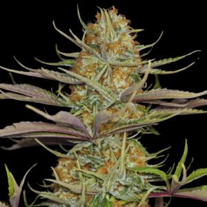 Grapefruit Weed Strain - Feminized Cannabis Seeds