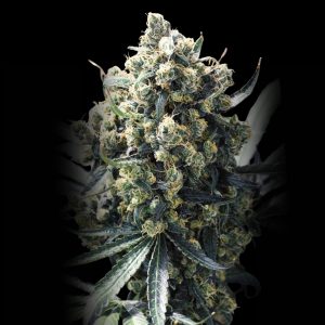 Green Crack Strain - Feminized Cannabis Seeds