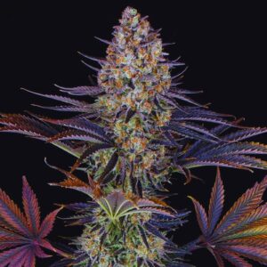 LSD Strain - Feminized Cannabis Seeds