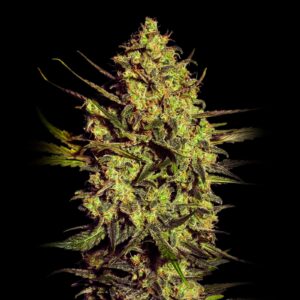 Master Kush Strain - Feminized Cannabis Seeds