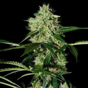 Northern Lights Strain - Feminized Cannabis Seeds