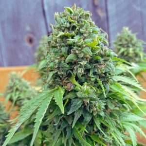 power-plant-feminizada-granel