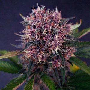 purple-kush-feminizada-granel