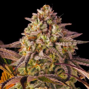 Sherbet Weed Strain Feminized Seeds