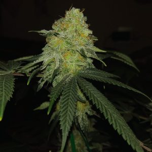 skunk-1-feminizada-granel