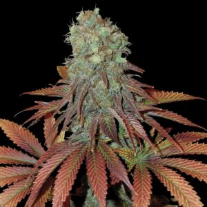 Somango Weed Cannabis Strain