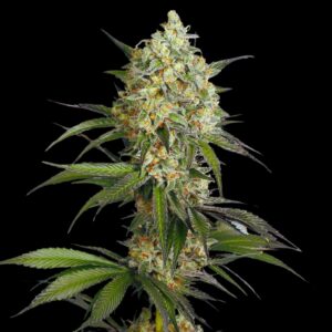 Sour Diesel Strain - Feminized Cannabis Seeds