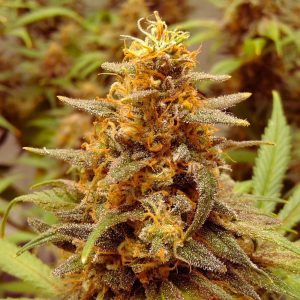 super-lemon-haze-feminizada-granel