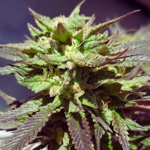 Super Skunk Feminizada a Granel