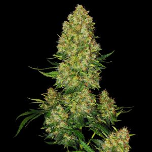 Super Skunk Strain - Feminized Seeds - Bulk Genetics