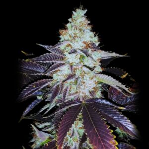 Tahoe OG Strain - Bulk Genetics Seeds