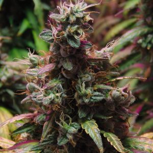 Trainwreck Feminizada a Granel