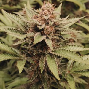 Tropicanna Cookies Feminizada a Granel