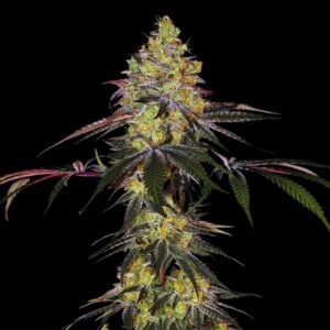 Watermelon Zkittlez Strain - Feminized Cannabis Seeds