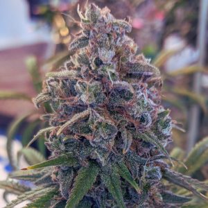 Wedding Cake Feminizada Granel