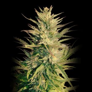 Durban Poison Auto Weed Strain