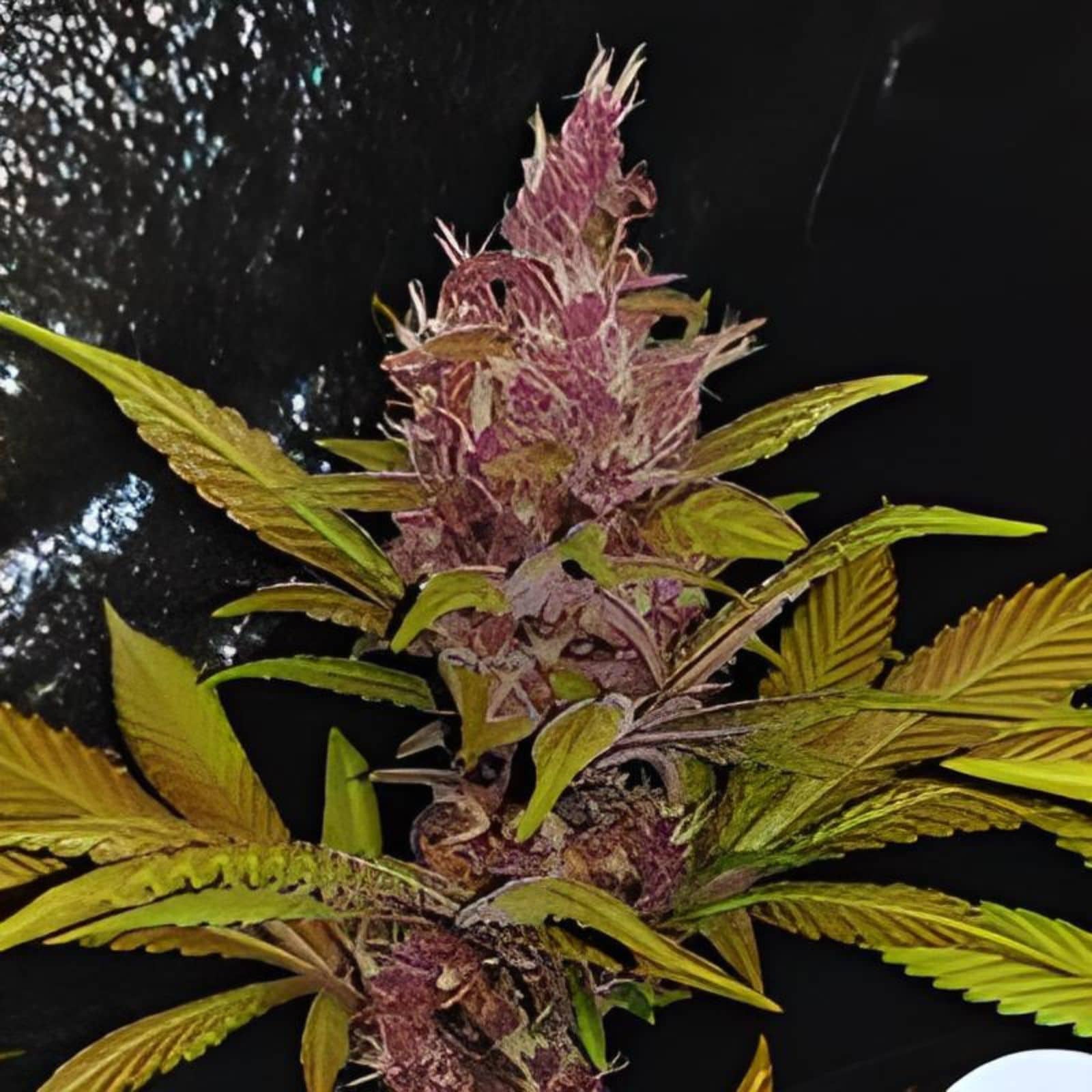 Red Califorina Orange Fast Version