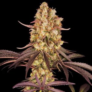 Runtz Muffin XL Auto Weed Strain