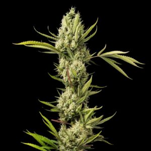 AK 47 Auto - Autoflowering Cannabis Seeds