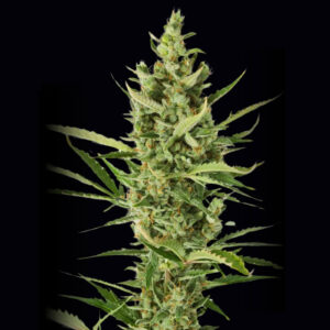 Amnesia Auto - Autoflowering Cannabis Seeds
