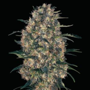Black Domina Auto - Autoflowering Cannabis Seeds
