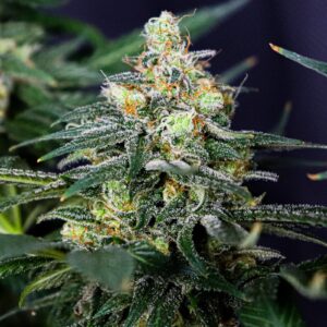 Caramel Fast Version