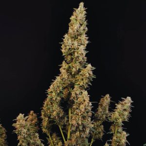 cheese-auto-bulk