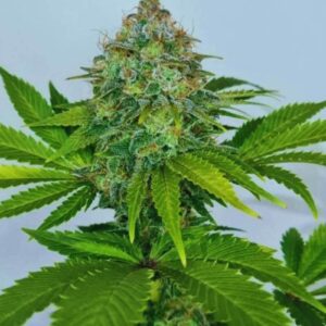 Critical Green Strain