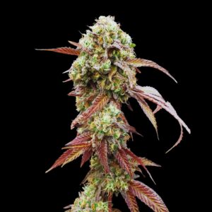 Gelato Auto - Autoflowering Cannabis Seeds