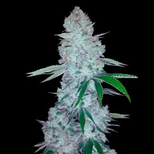 Gorilla Glue Auto Weed Strain