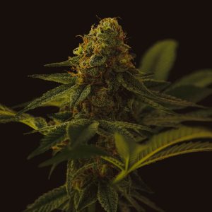 Mazar Auto - Autoflowering Cannabis Seeds