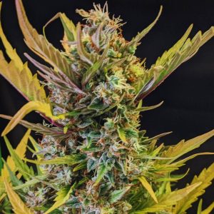 Pineapple Express Auto