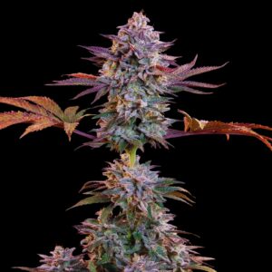 Somango Auto - Autoflower Cannabis Seeds