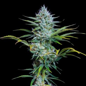 White Widow Auto - Autoflowering Cannabis Seeds